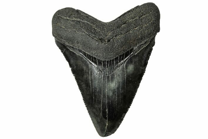 Serrated, Juvenile Megalodon Tooth - South Carolina #313797